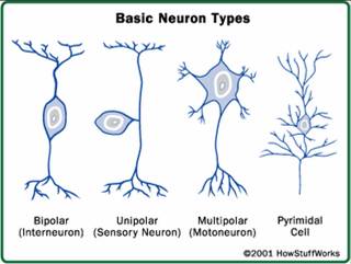 Bentuk-bentuk dasar neuron